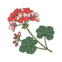 Stylish Geranium Flower Illustration for Art Display vector