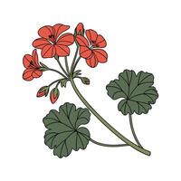 Vivid Geranium Flower Botanical Illustration Display vector