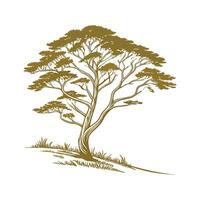 Gold Crest Cupressus Macrocarpa Design vector
