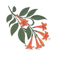 Goldfish Plant Columnea Botanical Design vector