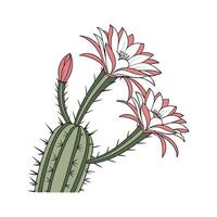 Grafted Cactus Plant Visualization vector
