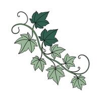 Grape Ivy Botanical Design vector