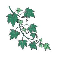 Artistic Grape Ivy Cissus Design vector
