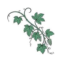 Grape Ivy Botanical Visualization vector