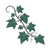 Vibrant Grape Ivy Illustration vector