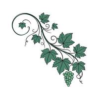 Grape Ivy Plant Visualization vector