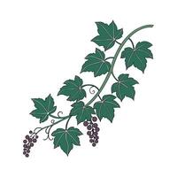 Grape Ivy Flower Design vector