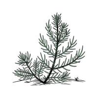 Artistic Ground Pine Botanical Visualization vector
