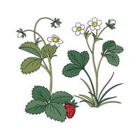 Artistic Groundcover Plants Visualization vector