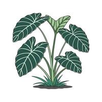 Artistic Hardy Elephant Ear Visualization vector