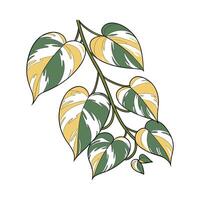 Artistic Harlequin Pothos Visualization vector