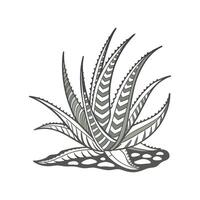 Stunning Haworthia Attenuata Illustration vector