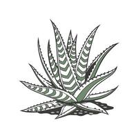 Artistic Haworthia Attenuata Visualization vector