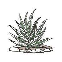 Vibrant Haworthia Botanical Design vector