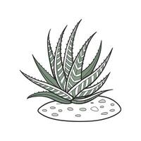 Stunning Haworthia Botanical Illustration. vector