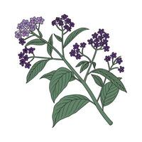 Artistic Heliotrope Plant Visualization vector