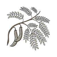 Stunning Honey Locust Tree Design. vector