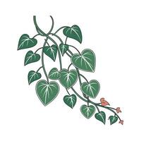 Artistic Hoya Kerrii Visualization vector