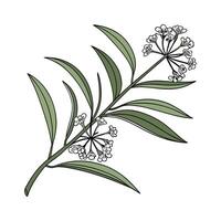Artistic Hoya Linearis Visualization. vector