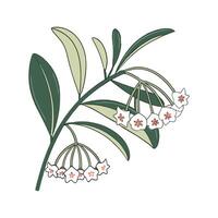 Stunning Hoya Linnearis Design vector