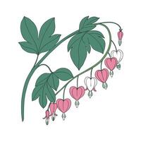 Artistic Hoya Obovata Visualization vector
