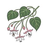 Artistic Hoya Flower Visualization vector