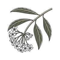 Stunning Hoya Pubicalyx Design vector
