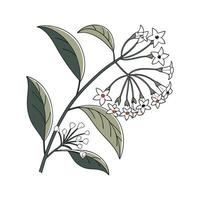 Artistic Hoya Pubicalyx Visualization vector