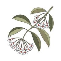 Artistic Hoya Wayetii Visualization vector