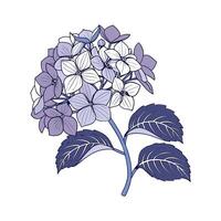 Artistic Hydrangea Visualization vector