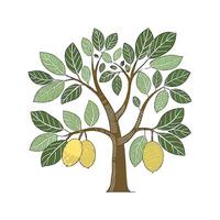 Stylized Jackfruit Tree on Clean Background vector