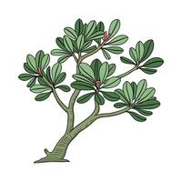 Stunning Jade Plant Design on Clean Surface vector