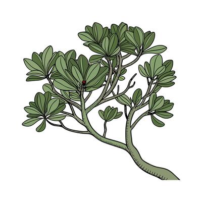 Crassula Ovata Jade Plant on White