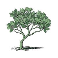Artistic Representation of Jade Plant on Bright vector