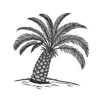 Stylized Japanese Sago Palm on Bright White vector