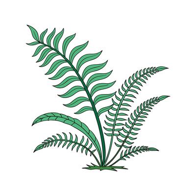 Elegant Java Fern Design on Bright White