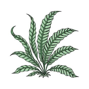 estilizado Java helecho en limpiar blanco superficie vector