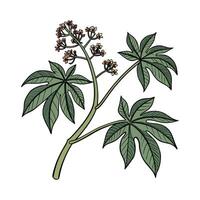 Elegant Jatropha Plant Design on Bright White vector