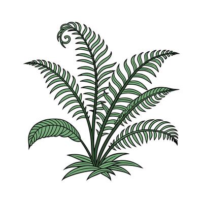 Vibrant Java Fern Artwork on Clean White