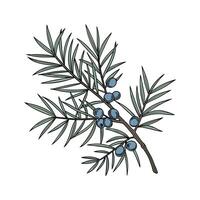 Stylized Juniper Plant on Clean White Surface vector