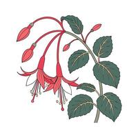 Stylized Kalanchoe Luciae on Clean White Surface vector