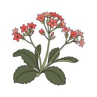 Vibrant Kalanchoe Artwork on Clean White vector