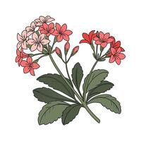 Vibrant Kalanchoe Plant Design on Bright Background vector