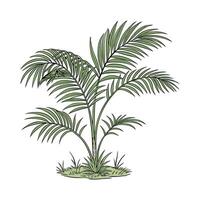 Stylized Kentia Palm on Clean White Surface vector
