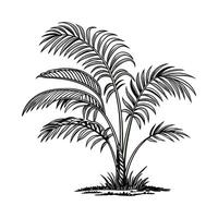 Kentia Palm Illustration on Bright White vector