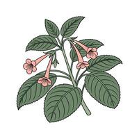 Elegant Kohleria Design on Bright White vector