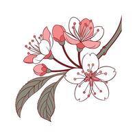 Elegant Korean Spice Viburnum Design on Bright vector