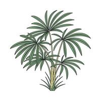 Elegant Lady Palm Rhapis Excelsa Design on Bright vector