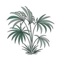 Stylized Lady Palm on Clean White Surface vector
