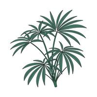 Stylized Lady Palm Rhapis Excelsa on Clean White vector